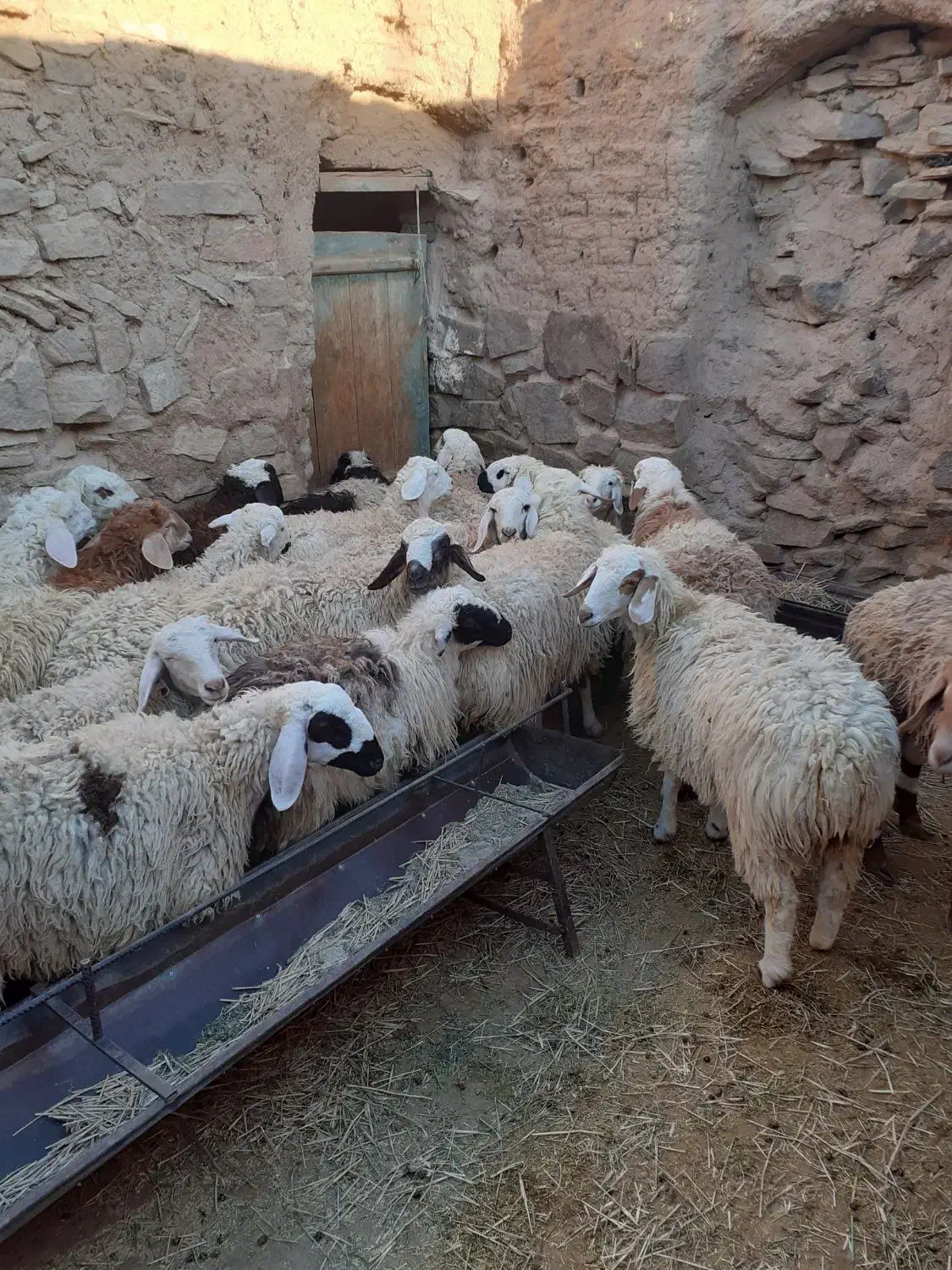 بره نر|حیوانات مزرعه|سربیشه, |دیوار