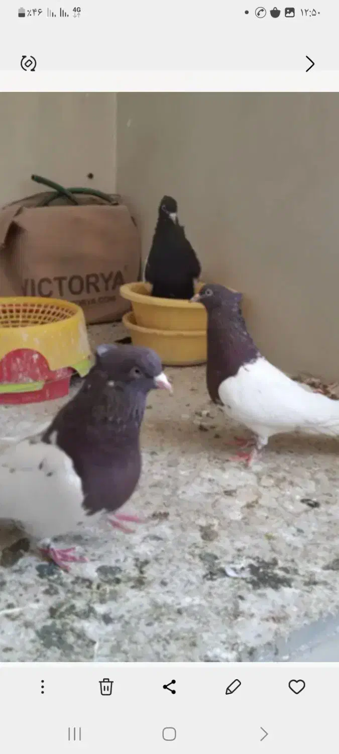 باسلام خدمت دوستان عشق باز کله سرخ وزرد|پرنده|آشخانه, |دیوار