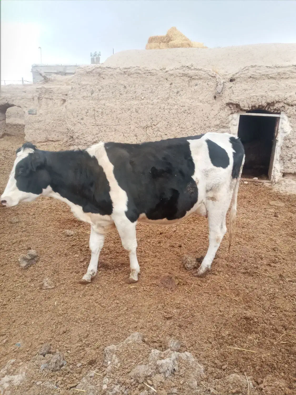 دوراس گاویک راس گوساله ماده ۷ماهه|حیوانات مزرعه|تربت جام, جلگه موسی آباد|دیوار
