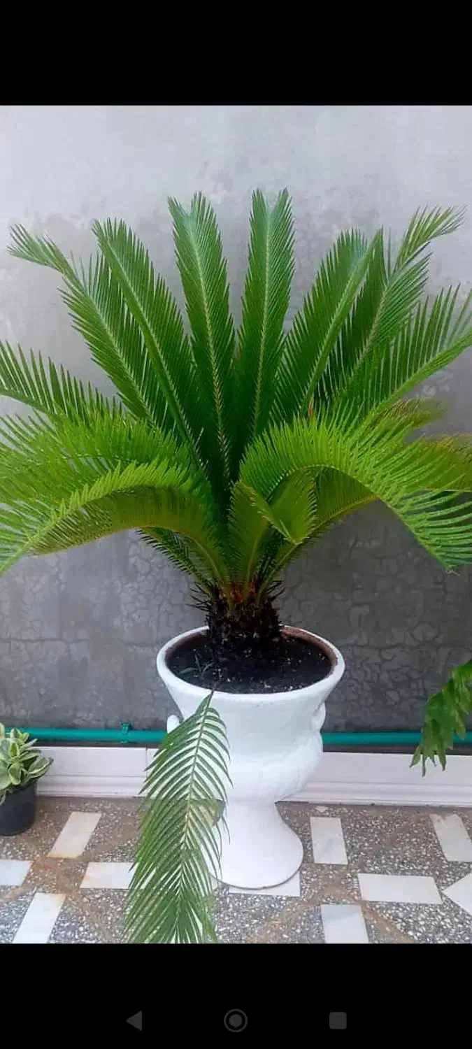 فروش سیکاس|گل و گیاه طبیعی|ریگ, |دیوار