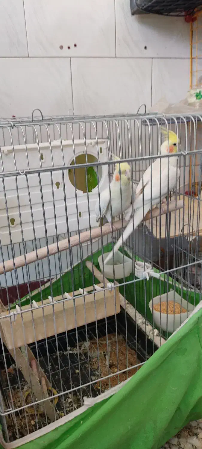 عروس هلندی لوتینو|پرنده|سقز, |دیوار