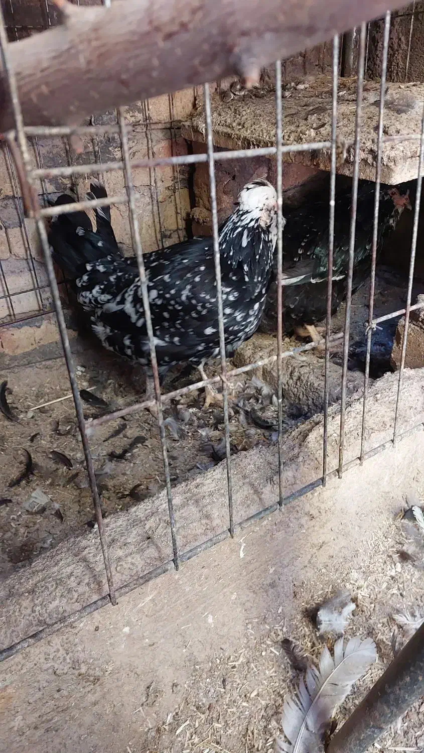 تخم مرغ نطفه دار گلین|حیوانات مزرعه|زنجان, |دیوار