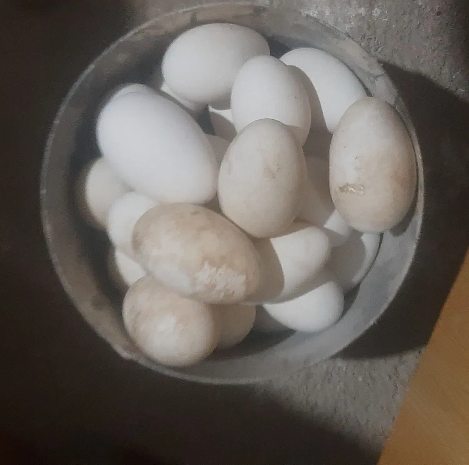 تخم بدون نطفه غاز|حیوانات مزرعه|قائم‌شهر, |دیوار