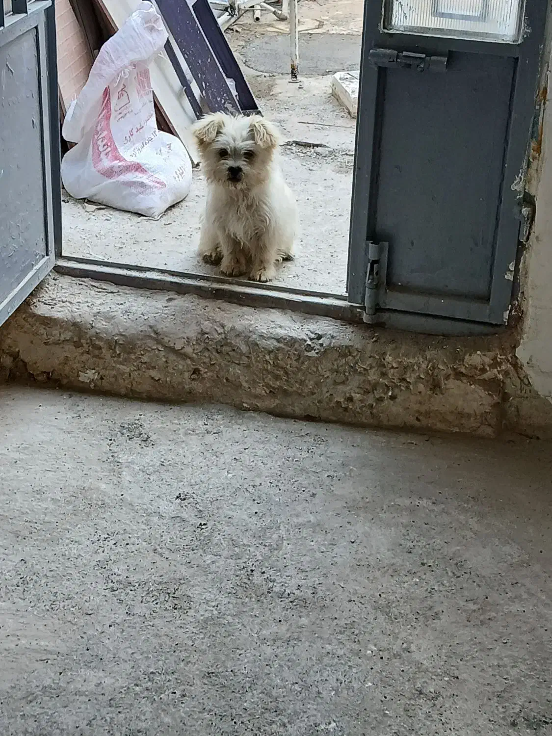 پاپی|سگ|مشهد, مهدی آباد|دیوار