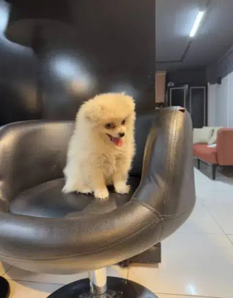 سگ پامرانین میکس|سگ|تربت جام, نظامی|دیوار