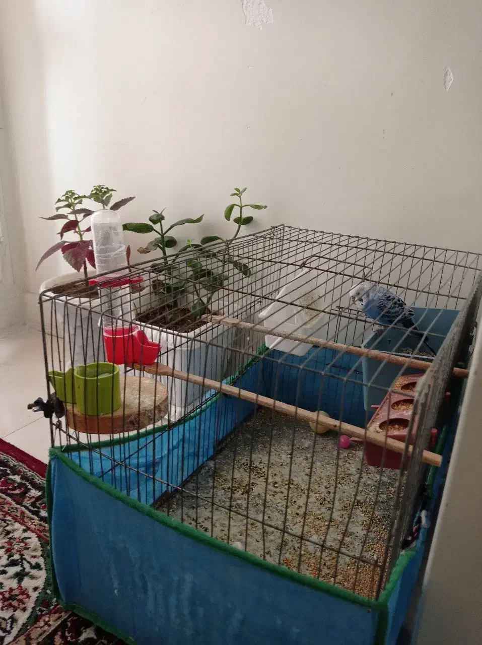 وسیله|میز و صندلی غذاخوری|پرند, فاز ۴|دیوار