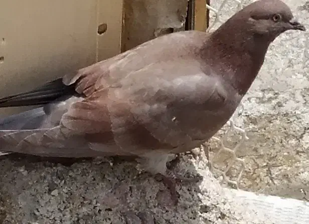 کبوتر پرشی|پرنده|پردیس, فاز ۱|دیوار