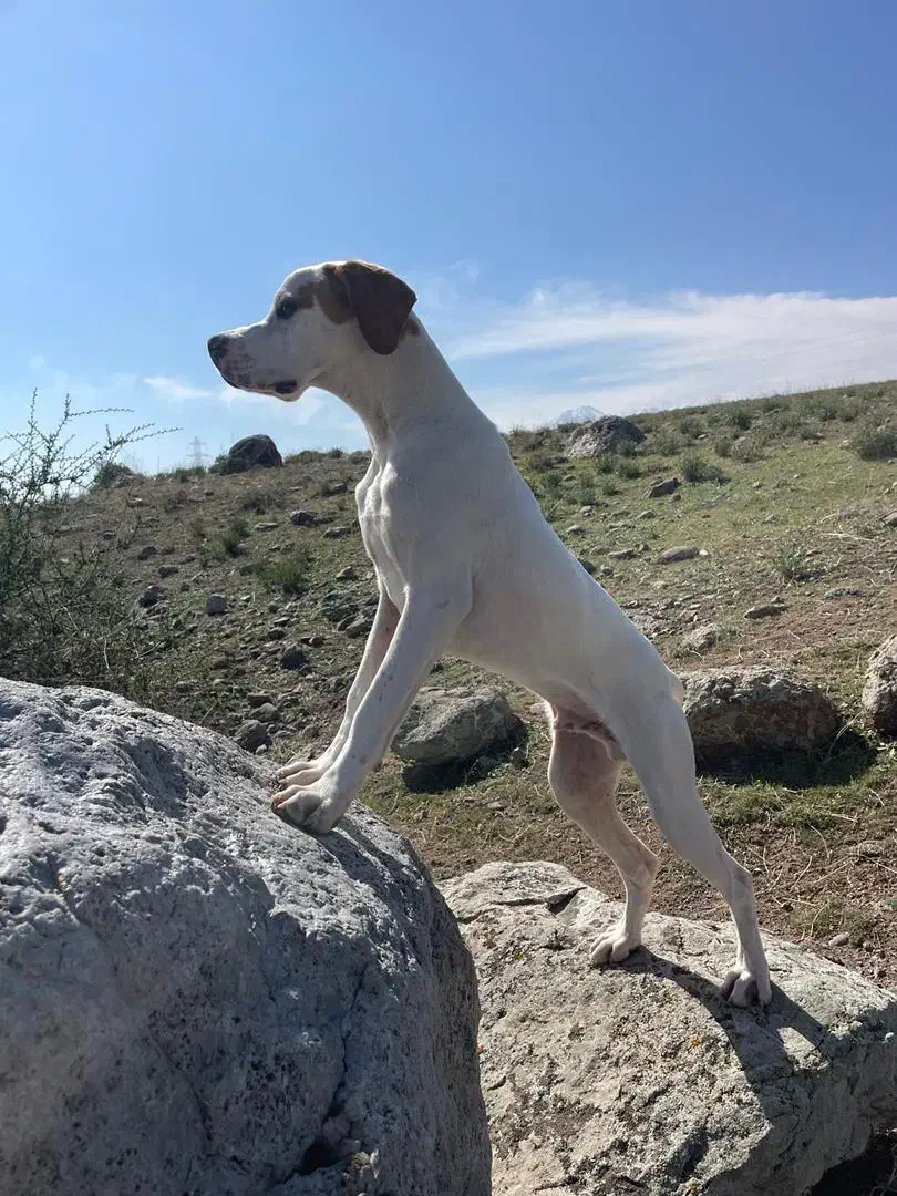 پوینتر انگلیسی|سگ|رشت, استادسرا|دیوار