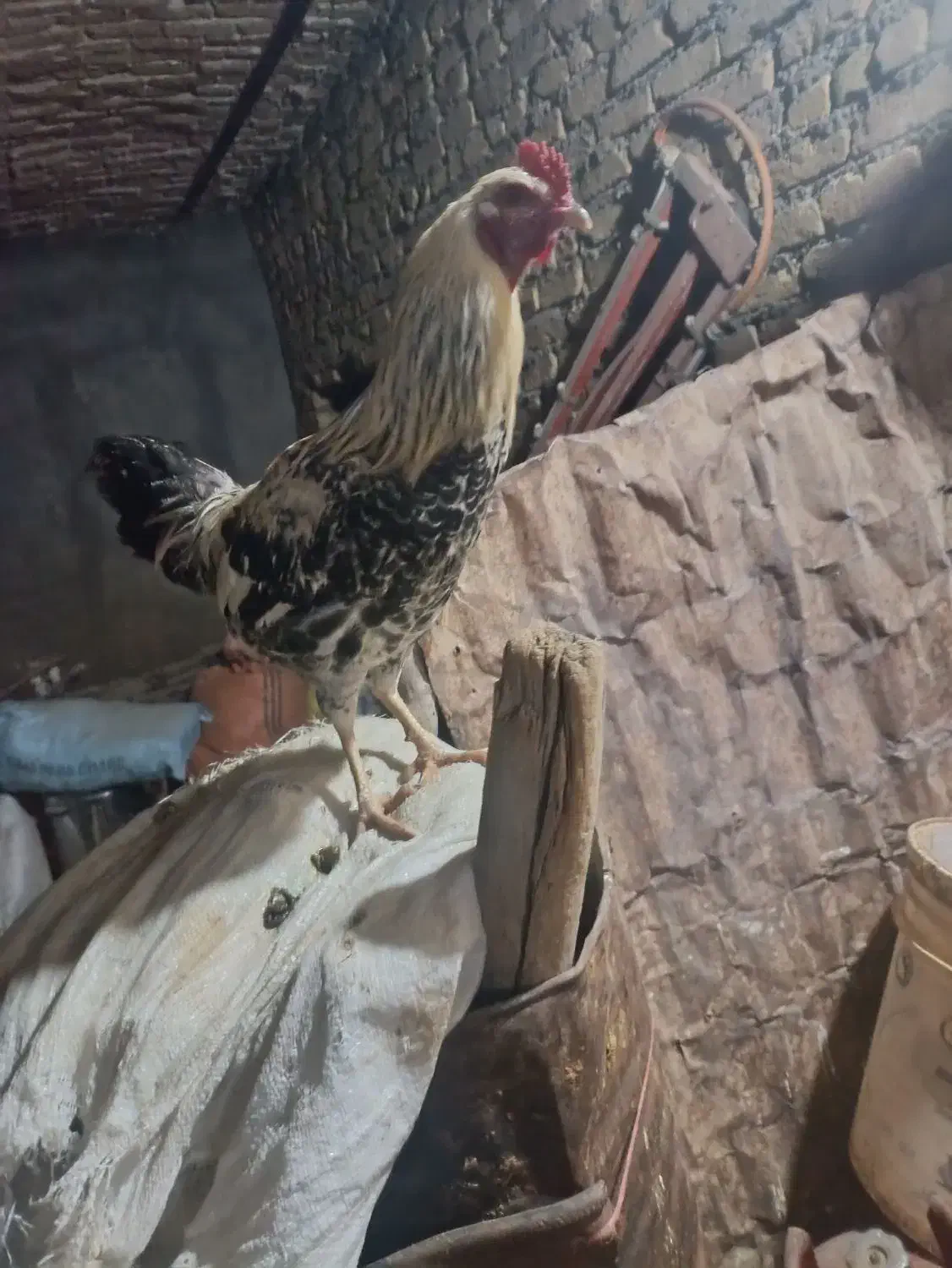 حراج خروس|حیوانات مزرعه|فیروزآباد (لرستان), |دیوار