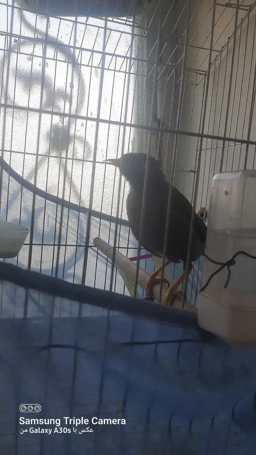 فروش عروس هلندی و مینا|پرنده|پاکدشت, پاکدشت (مامازند)|دیوار