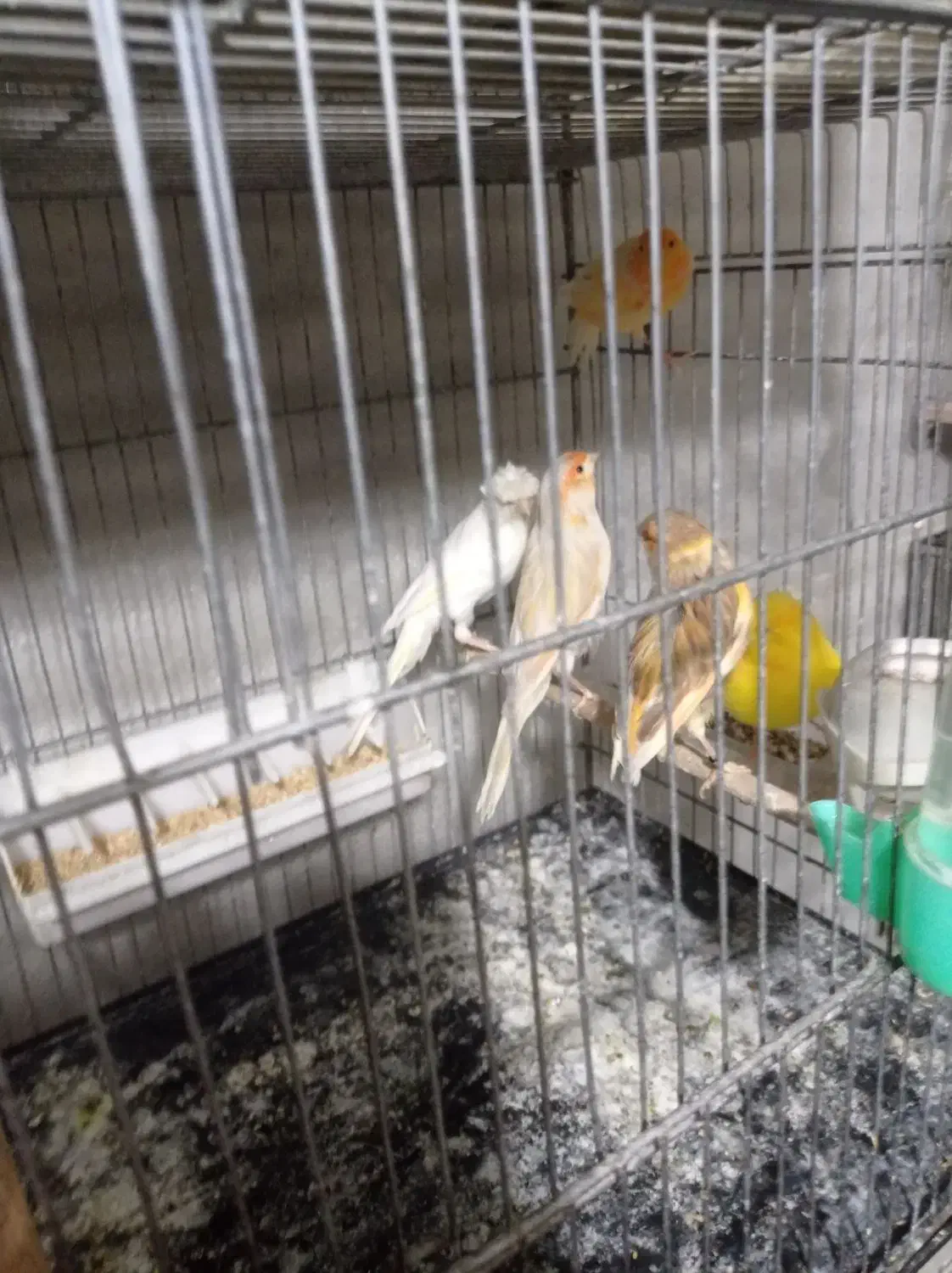 قناری نروماده مست|پرنده|بومهن, |دیوار