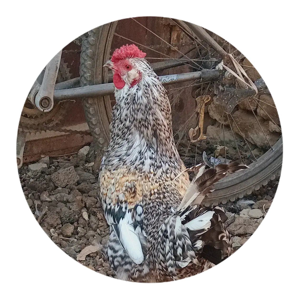 خروس چهل تاج ریشو|حیوانات مزرعه|شهریار, شهریار|دیوار