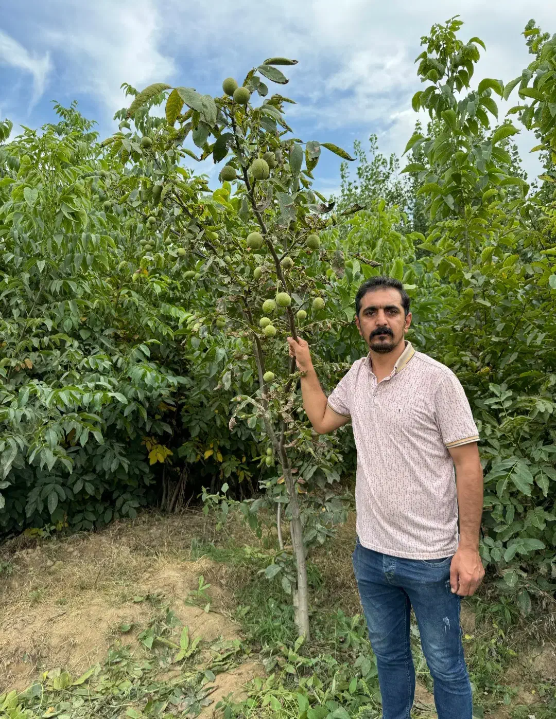 نهال گردو پربار و خوشه ای|خدمات باغبانی و درختکاری|خلخال, |دیوار