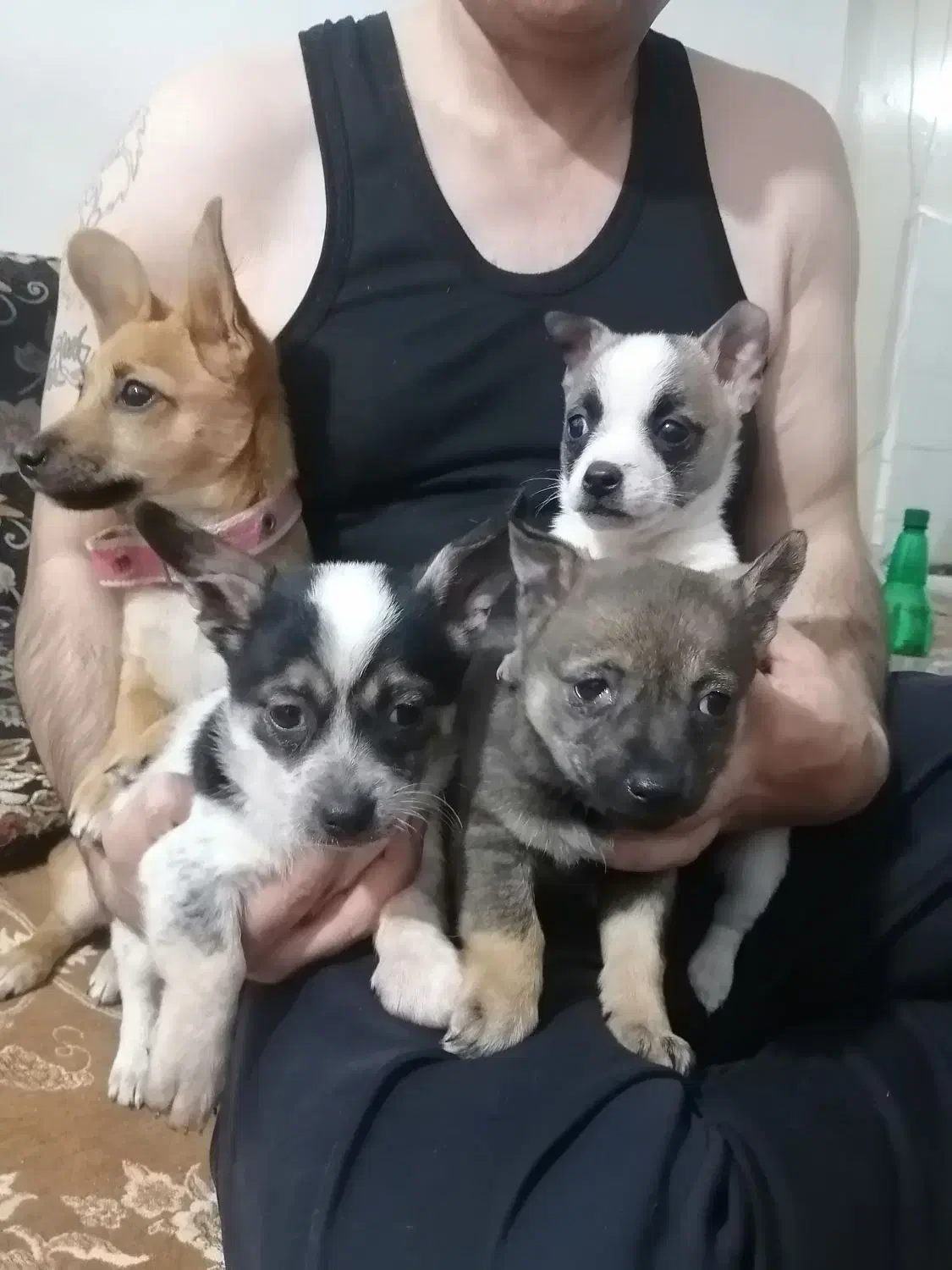 سگ شیواوا|سگ|کرمانشاه, |دیوار