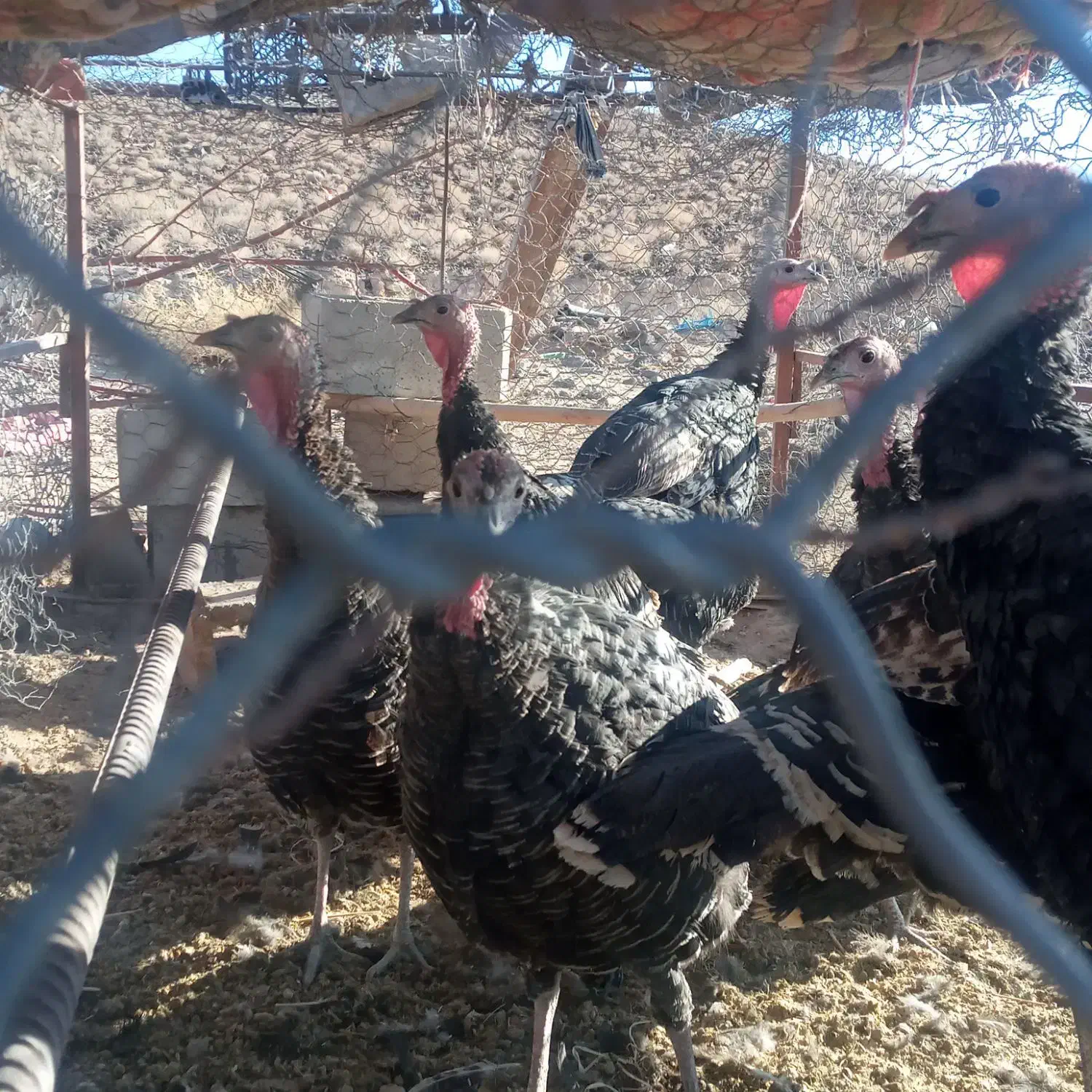 بوقلمون ماده ونر محلی|حیوانات مزرعه|تفتان, |دیوار