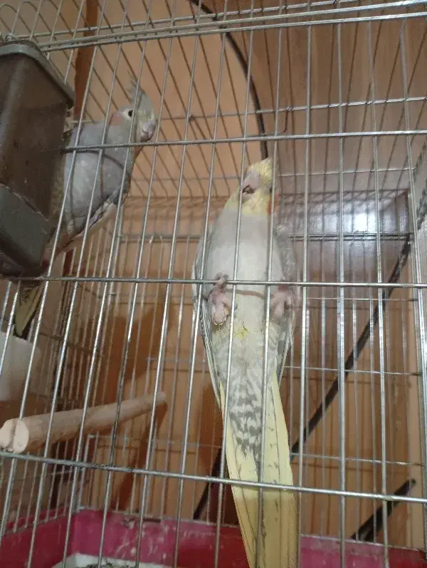 عروس هلندی|پرنده|اصفهان, جلالیه|دیوار