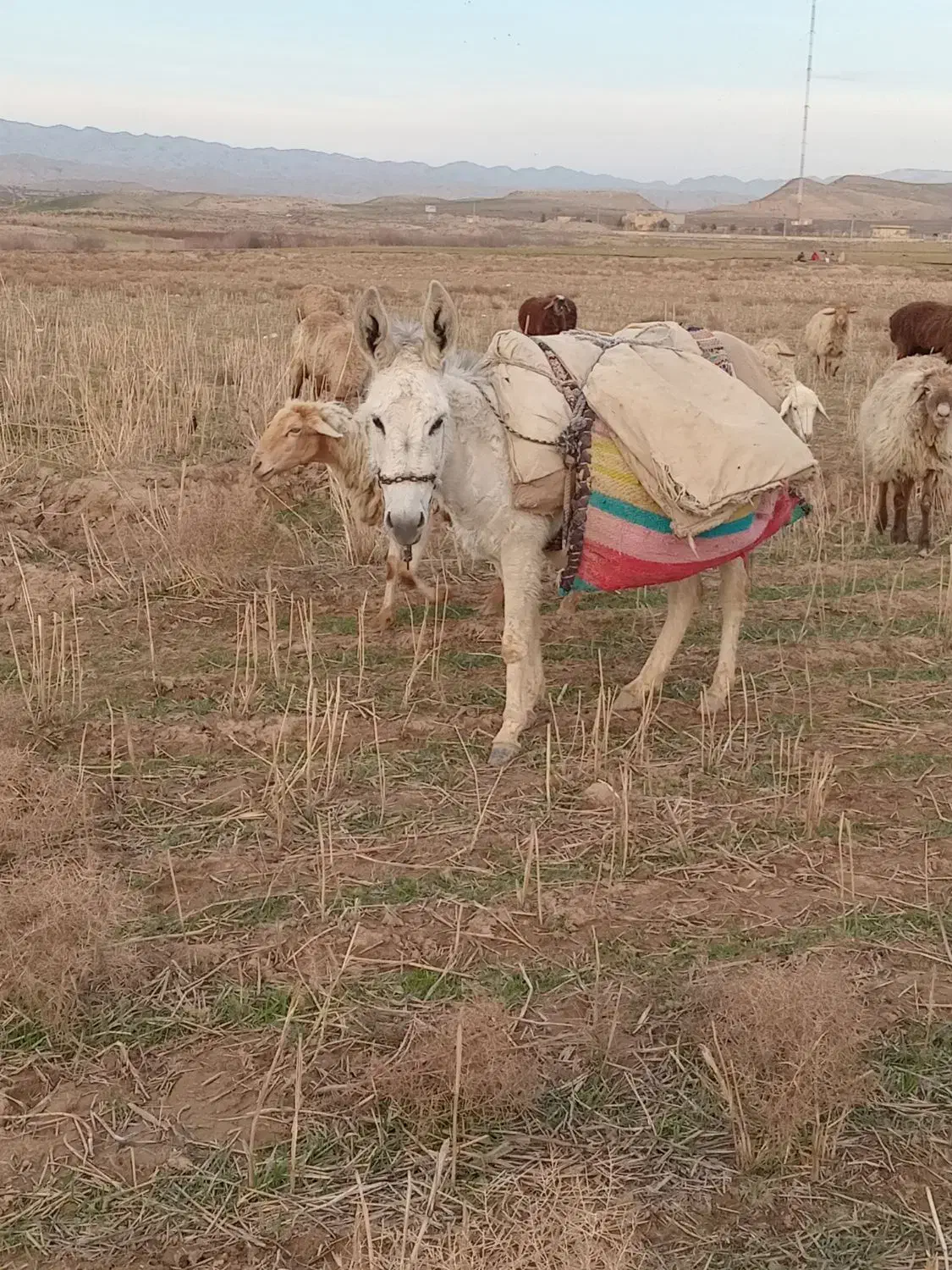 خر ماده|حیوانات مزرعه|مانه, |دیوار