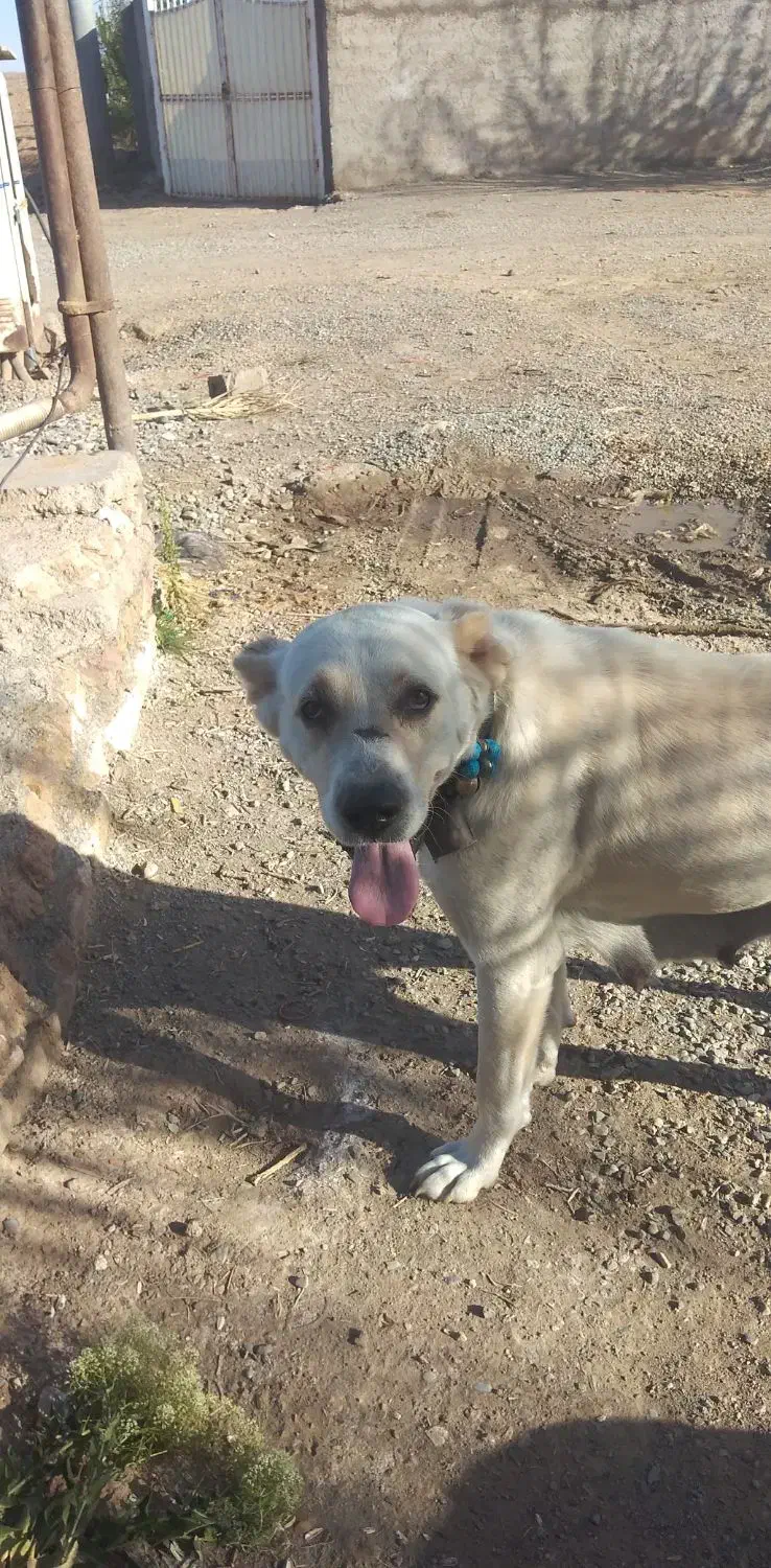 سلام سگ ماده افغانی فیض آباد مه ولات|سگ|کاشمر, |دیوار