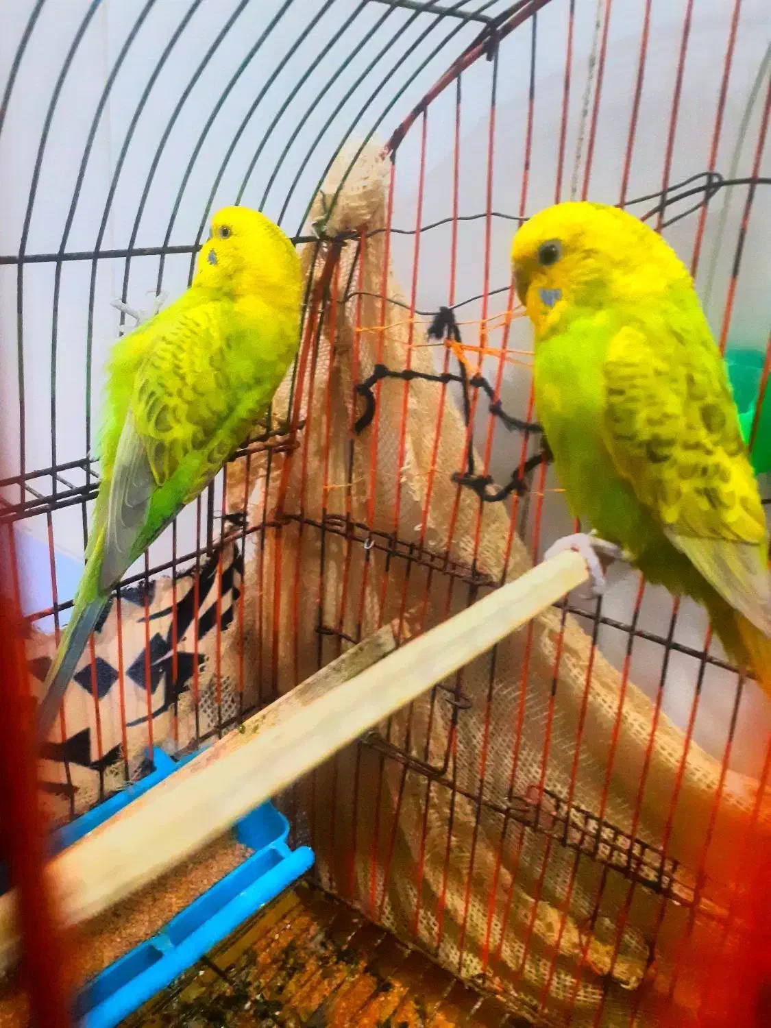 مرغ عشق|پرنده|چمران, |دیوار