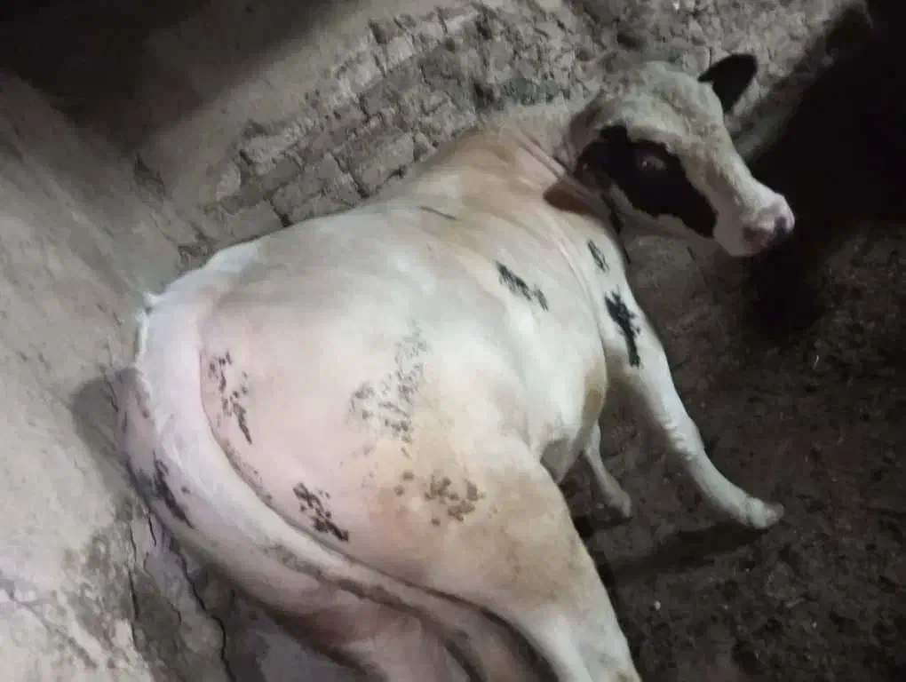 حیوانات|حیوانات مزرعه|خواجه, |دیوار