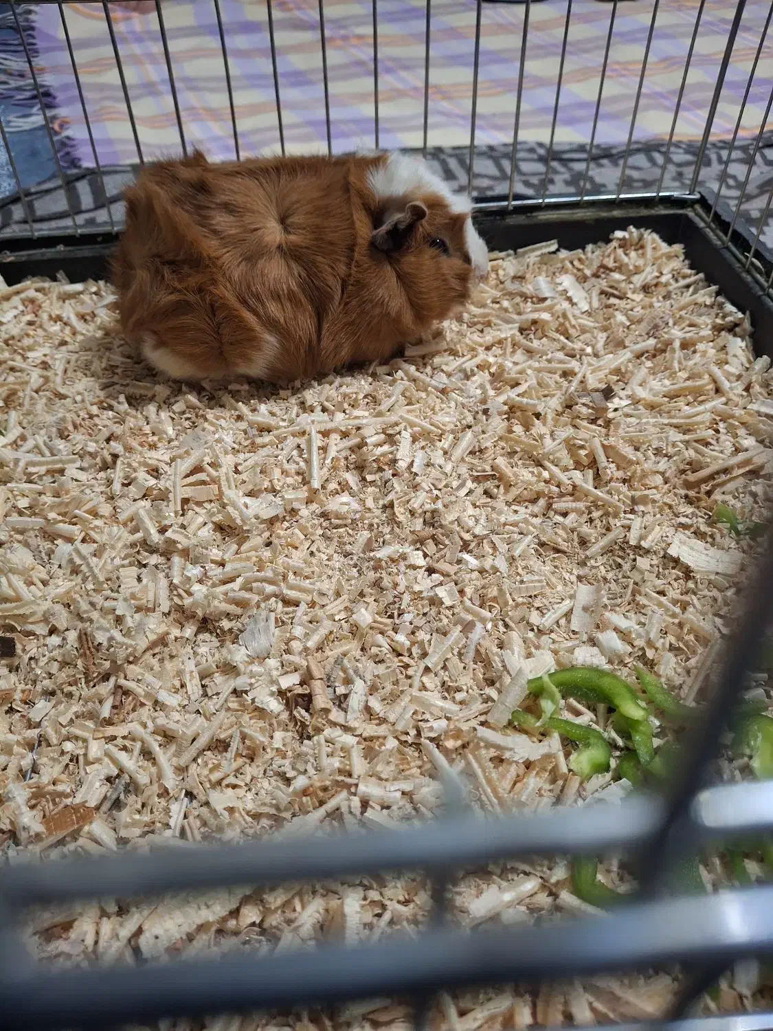 خوکچه هندی|موش و خرگوش|ارومیه, |دیوار