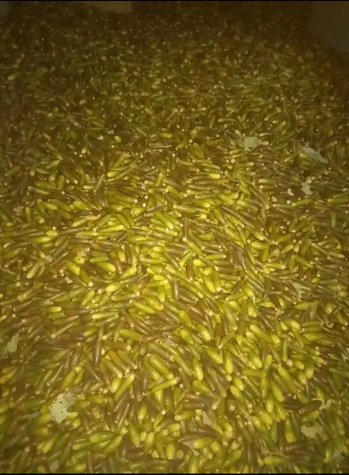 فروش بلوط درجه یک در شیراز|عمده‌فروشی|سیاخ دارنگون, |دیوار