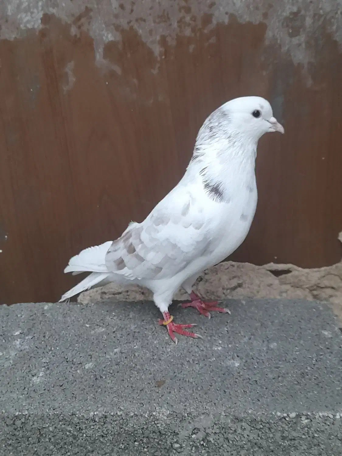 کبوتر گم شده|حیوانات|اردبیل, |دیوار