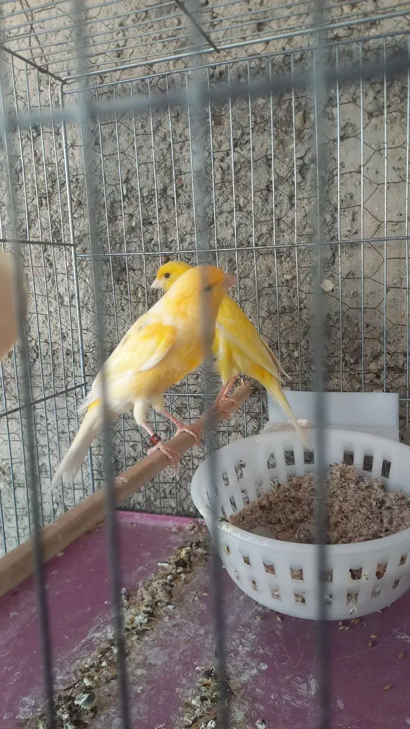 قناری نروماده|پرنده|تهران, تهرانپارس شرقی|دیوار