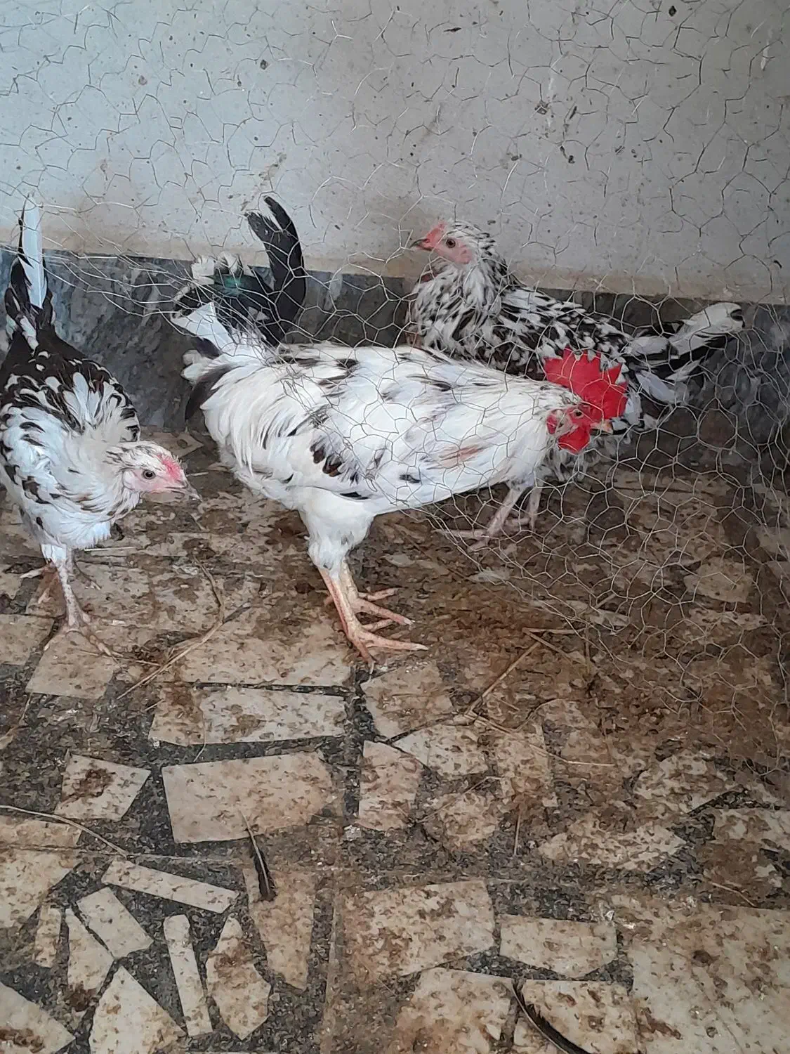 مرغ و خروس|حیوانات مزرعه|مرزیکلا, |دیوار