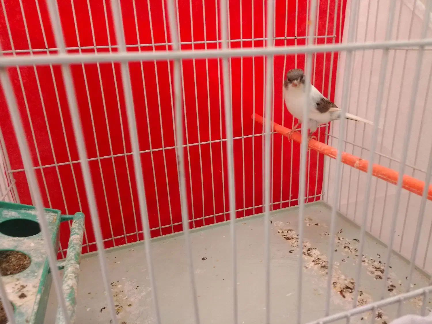 قناری|پرنده|گلمکان, |دیوار