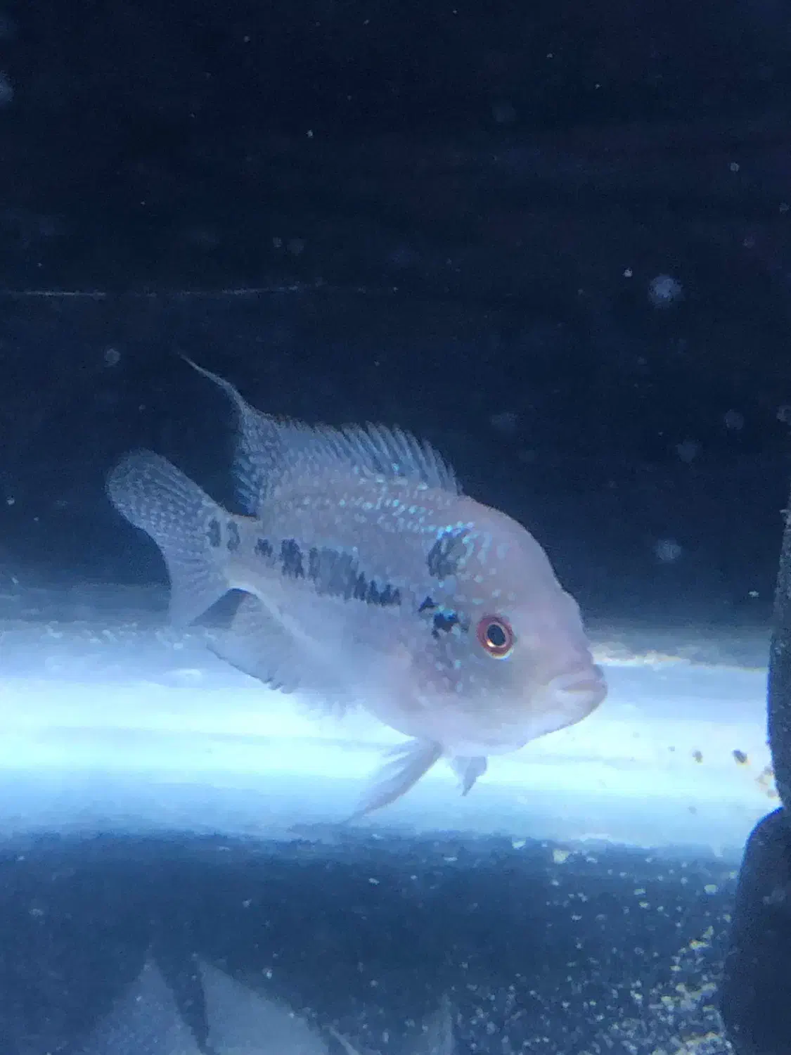 ماهی فلاور|ماهی|سلماس, |دیوار