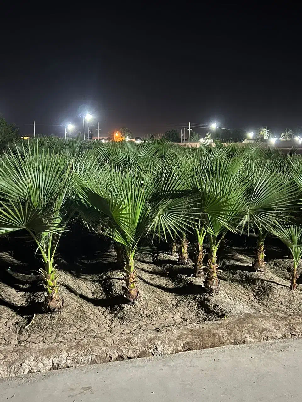 فروش گل گیاه نهال|گل و گیاه طبیعی|محمدیه-قزوین, |دیوار