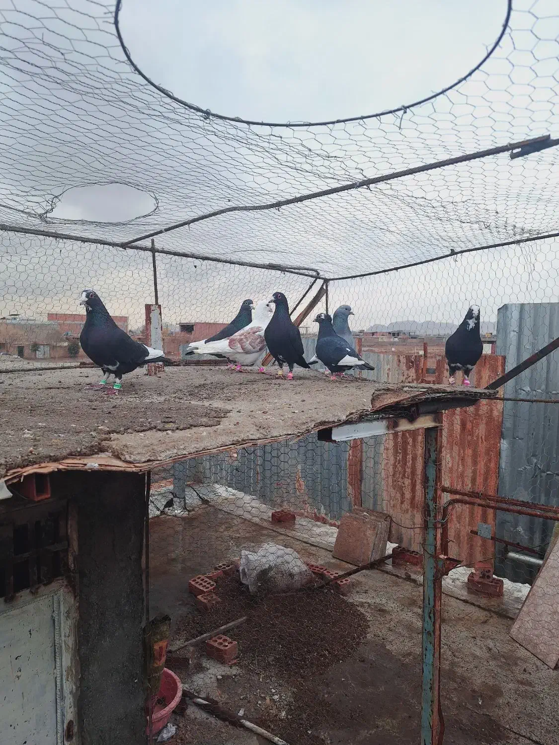 کبوتر پرنده|پرنده|کرمان, |دیوار