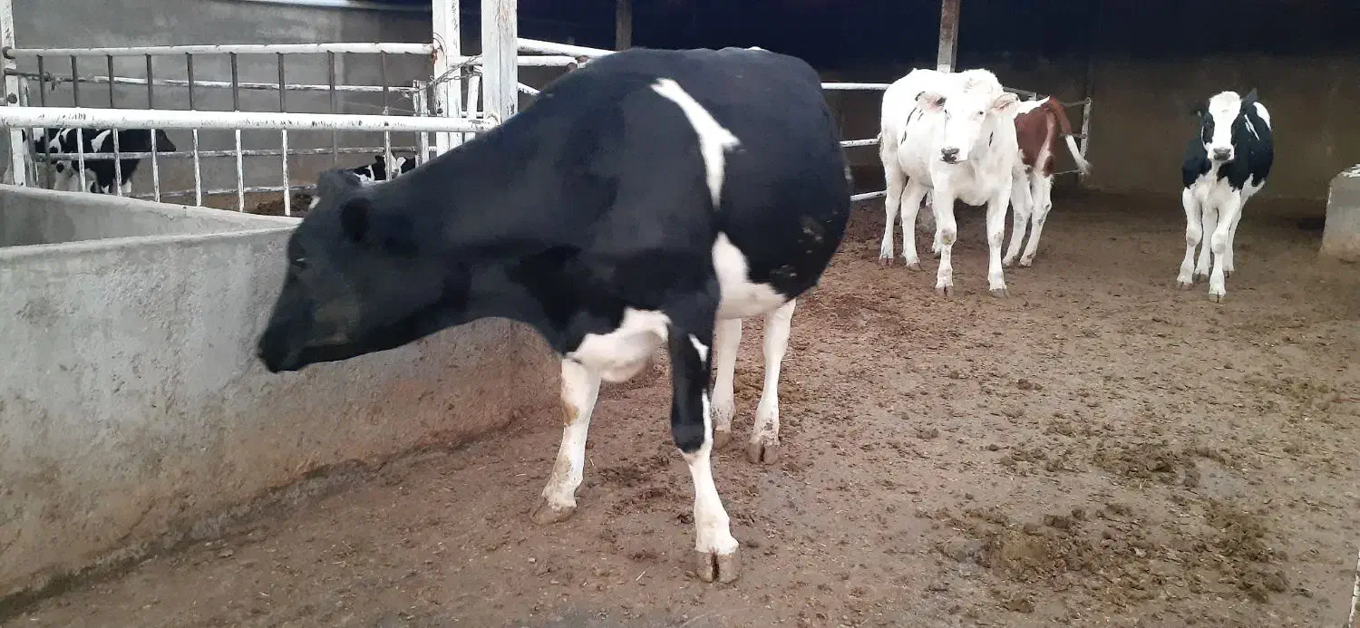 گاو هلشتاین اصیل|حیوانات مزرعه|چگنی, |دیوار