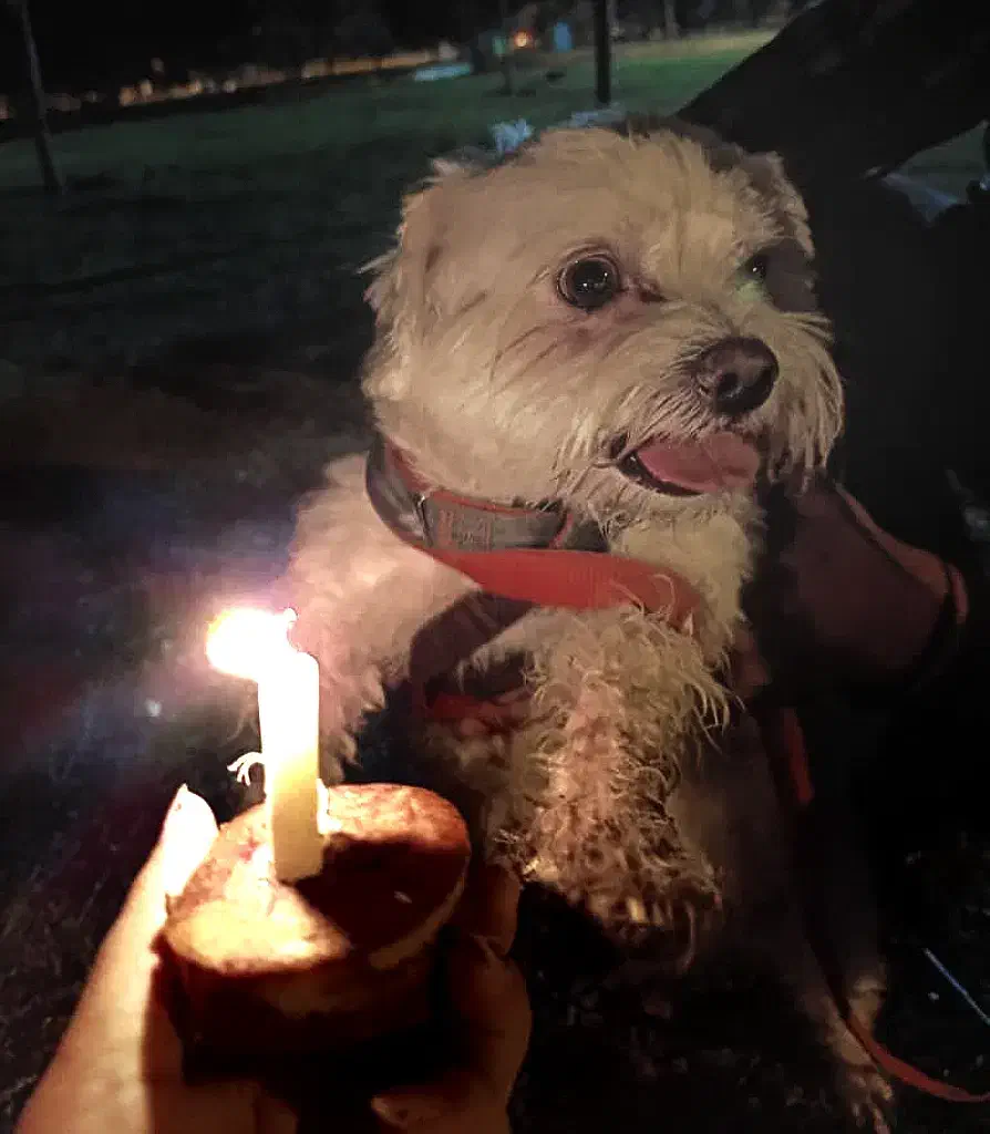 جفت برای سگ نر|سگ|زنجان, |دیوار