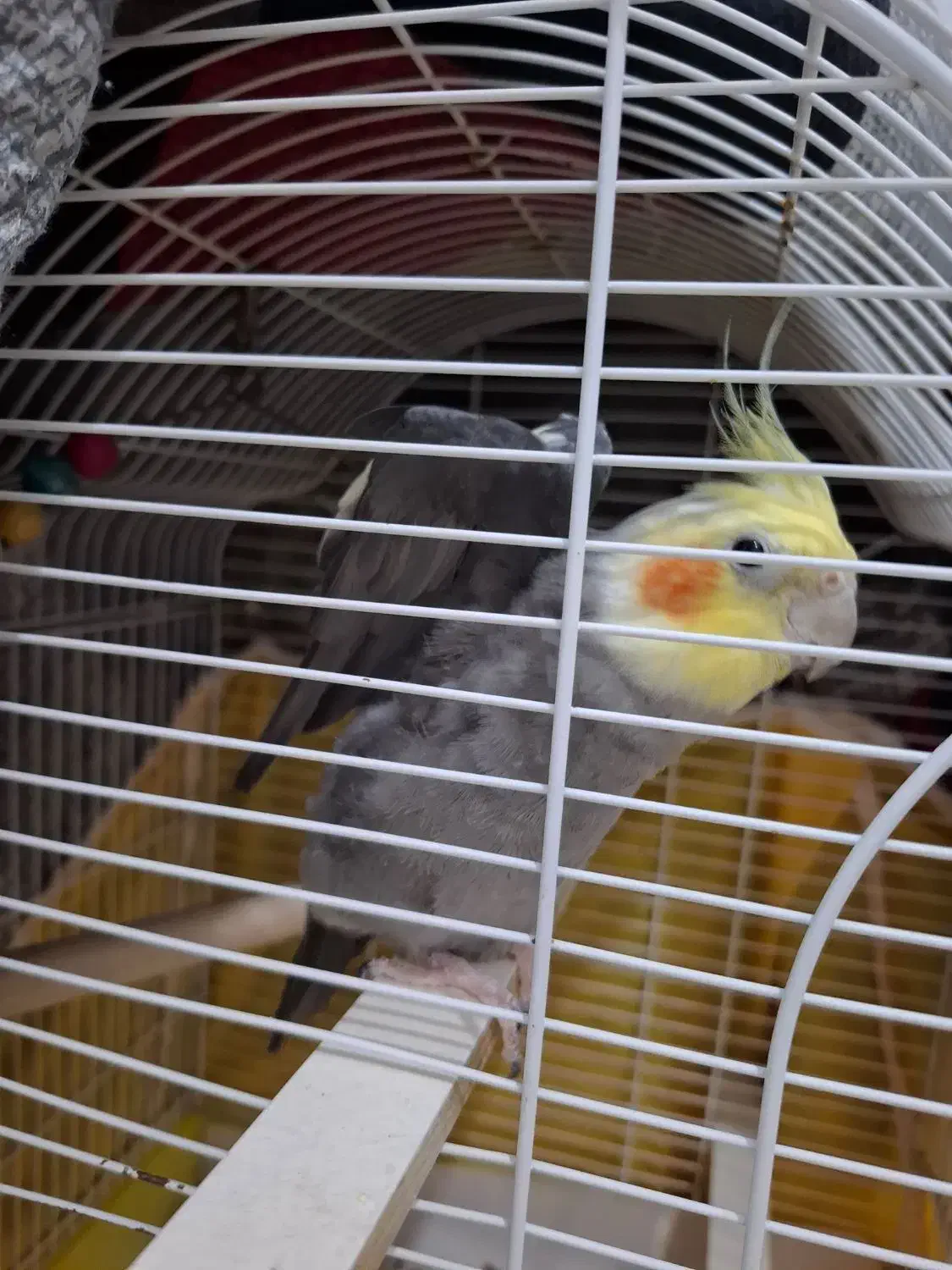 عروس نر سالم با قفس ۱ تومن|پرنده|رشت, نیکمرام|دیوار