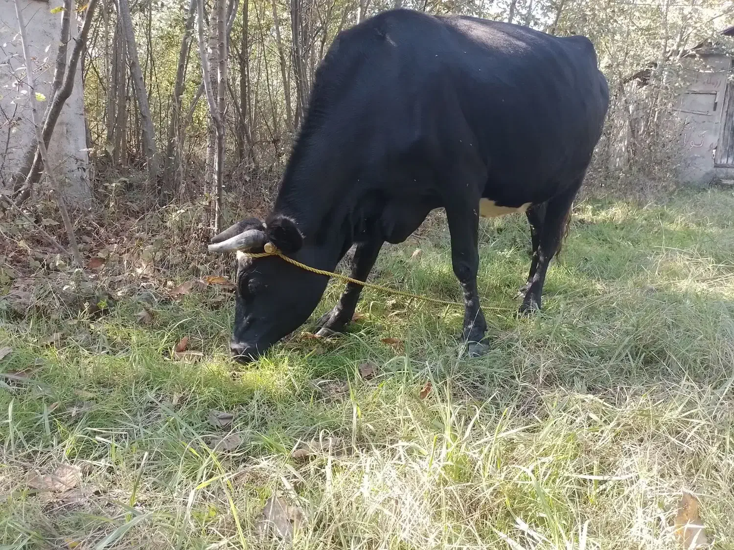 گاو گیل دورگ نزدیک زایمان|حیوانات مزرعه|لاهیجان, لفمجان|دیوار