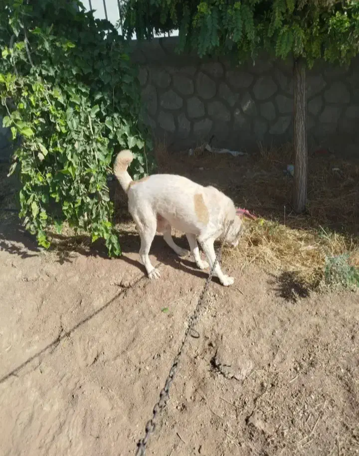 سگ.|سگ|ماهیدشت, |دیوار