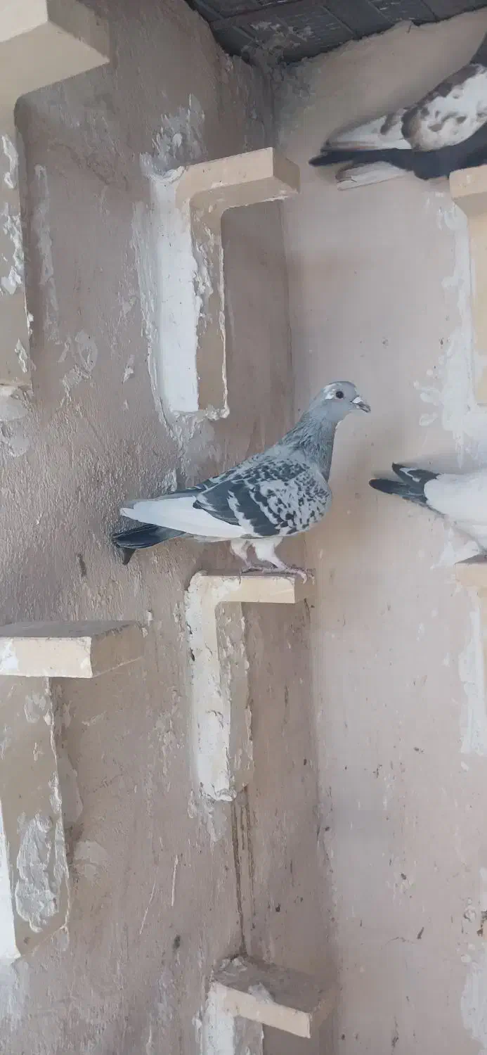 ماده بدرنگ پلنگ با قهوه ای پلنگ|پرنده|زرند, |دیوار