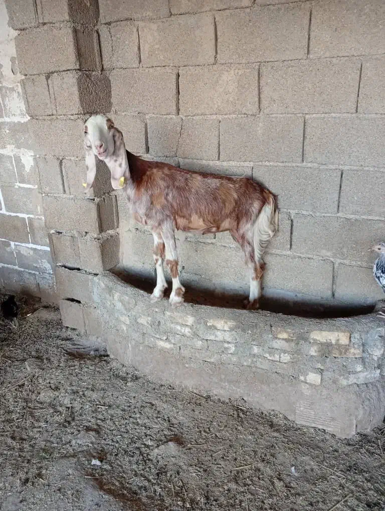 برای فروش|حیوانات مزرعه|چمران, |دیوار