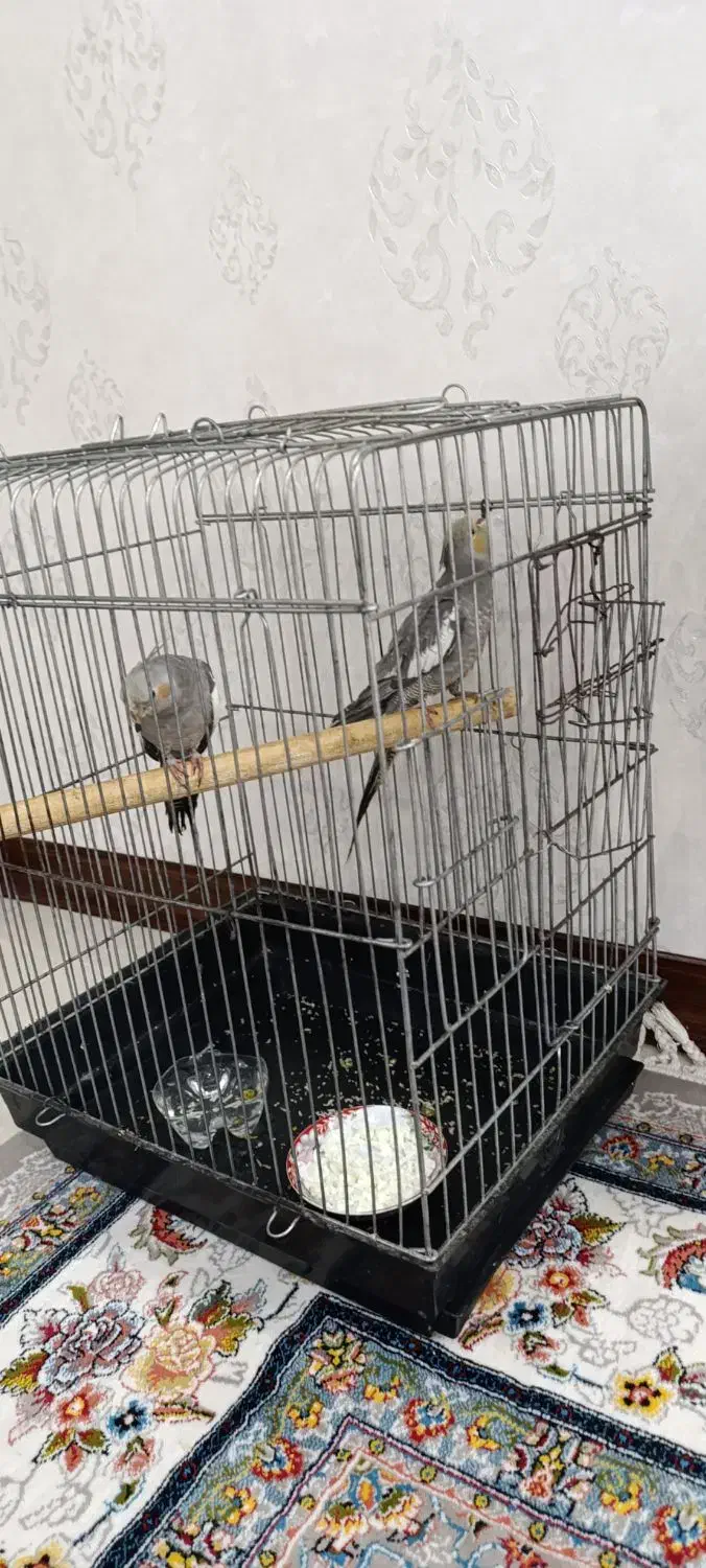 عروس هلندی|پرنده|بهارستان, |دیوار