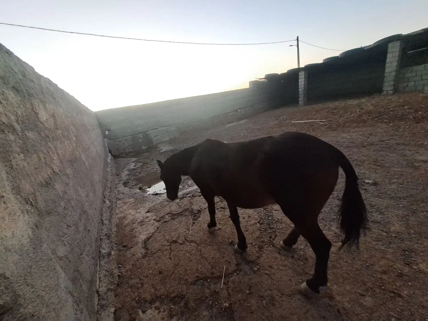 اسب|اسب و تجهیزات اسب‌سواری|نیمروز, |دیوار