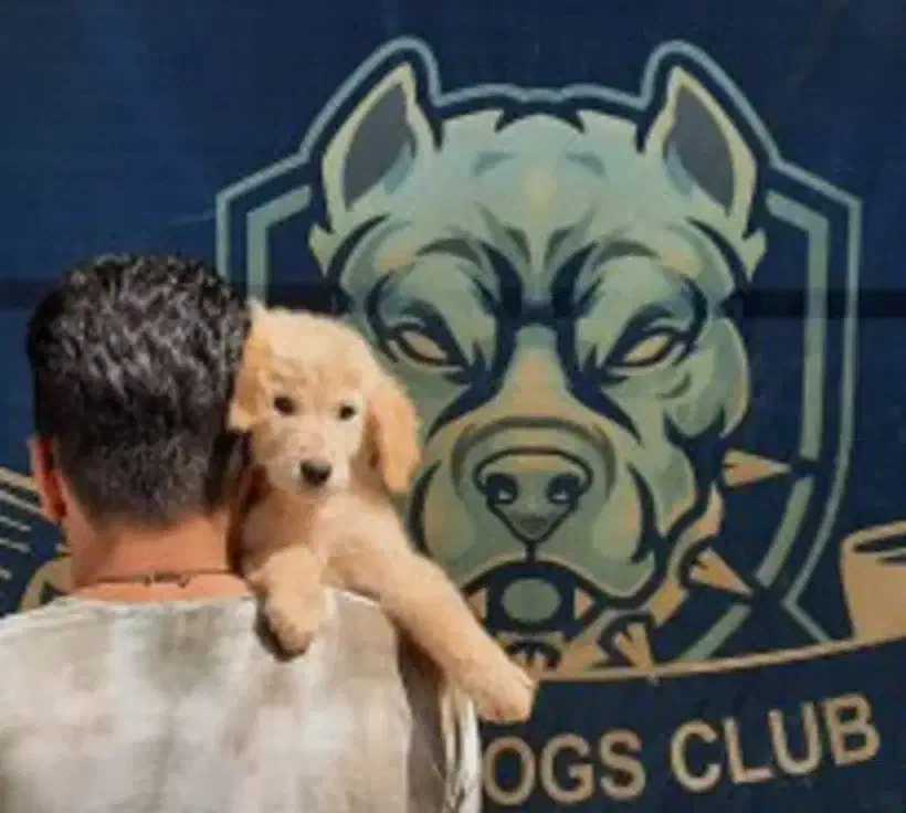 دوبرمن مشکی روتوایلر آمریکن گلدن نر 3 ماهه|سگ|تهران, دانشگاه شریف|دیوار