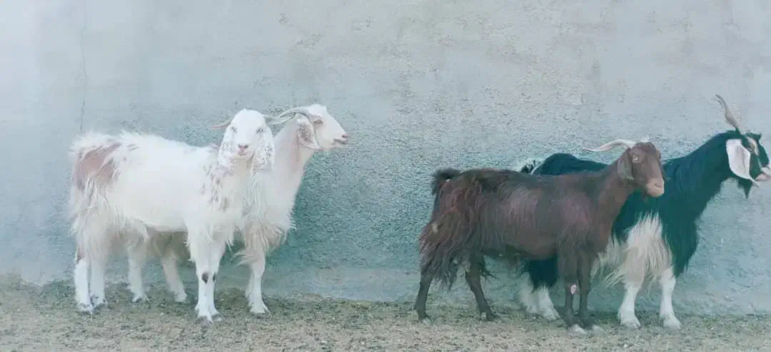 فروش 6راس بز بدون کره .ابستن رو مایه|حیوانات مزرعه|رحمت‌آباد, |دیوار