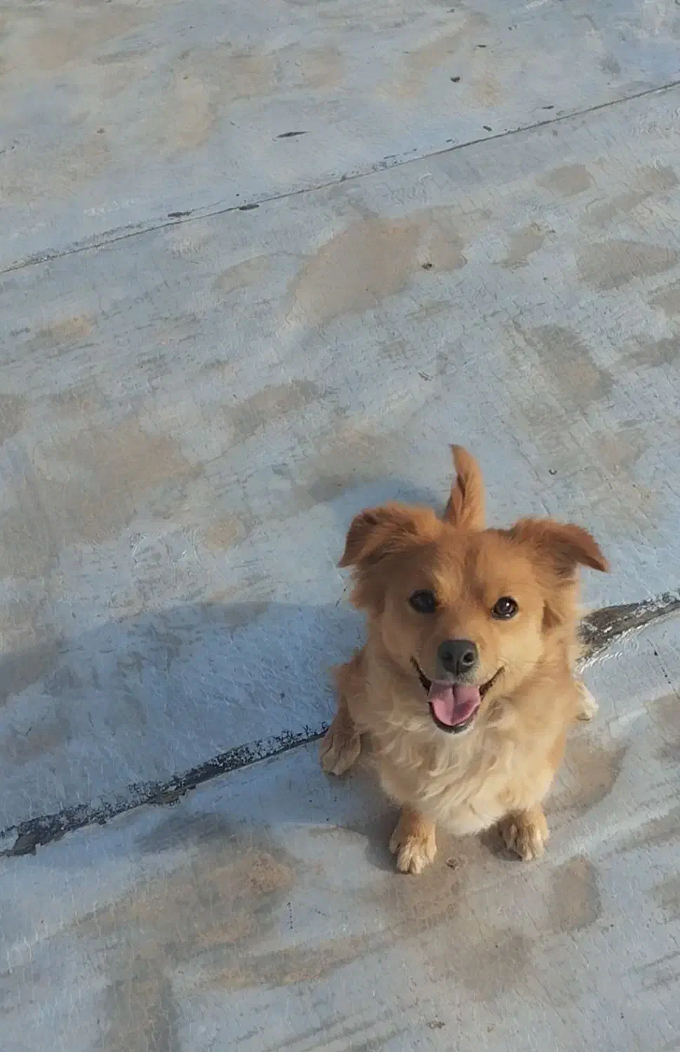 ۳۵۰۰|سگ|تایباد, |دیوار