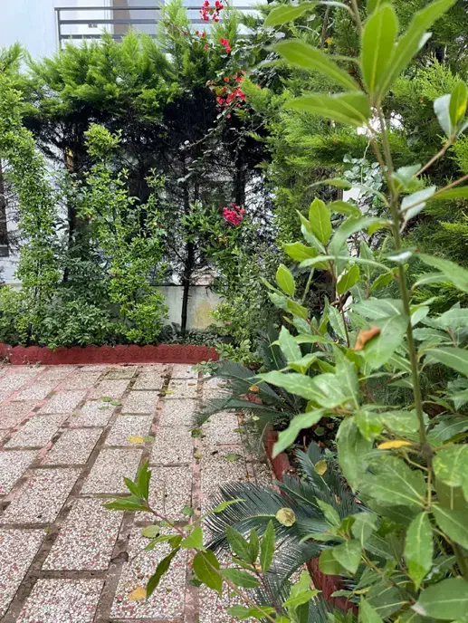 فروش ۲۵۰ متر زمین با ۱۵ متر در سیسرا|فروش زمین و ملک کلنگی|سلمان‌شهر, |دیوار