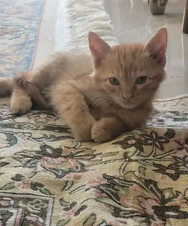 بچه گربه گم شده|حیوانات|کرمانشاه, |دیوار