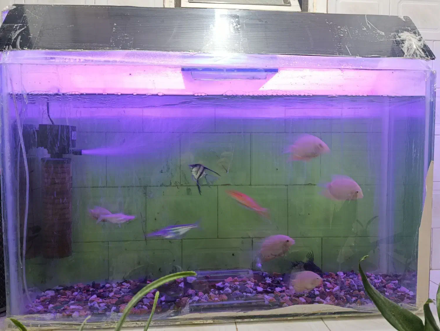 اکواریم ماهی|ماهی|قائن, |دیوار