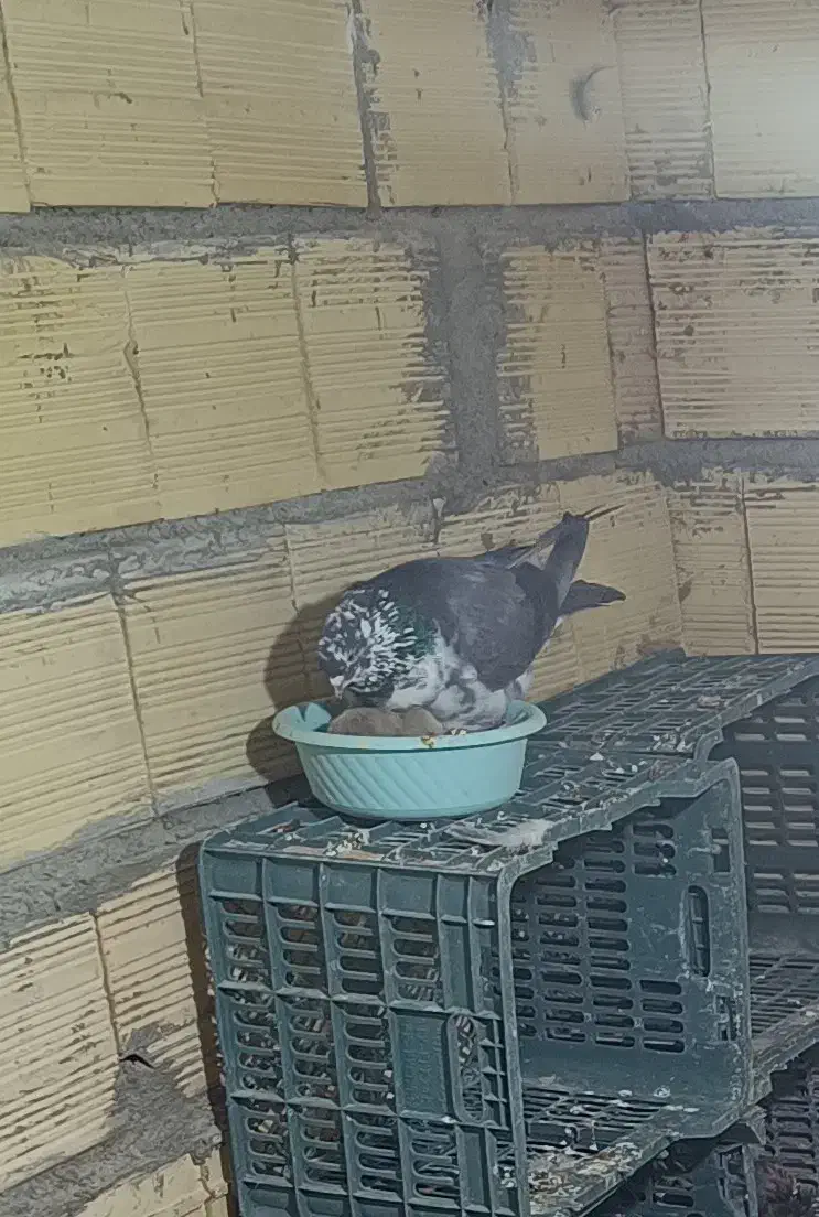 کبوتر گمشده|حیوانات|مهاباد (آذربایجان غربی), |دیوار