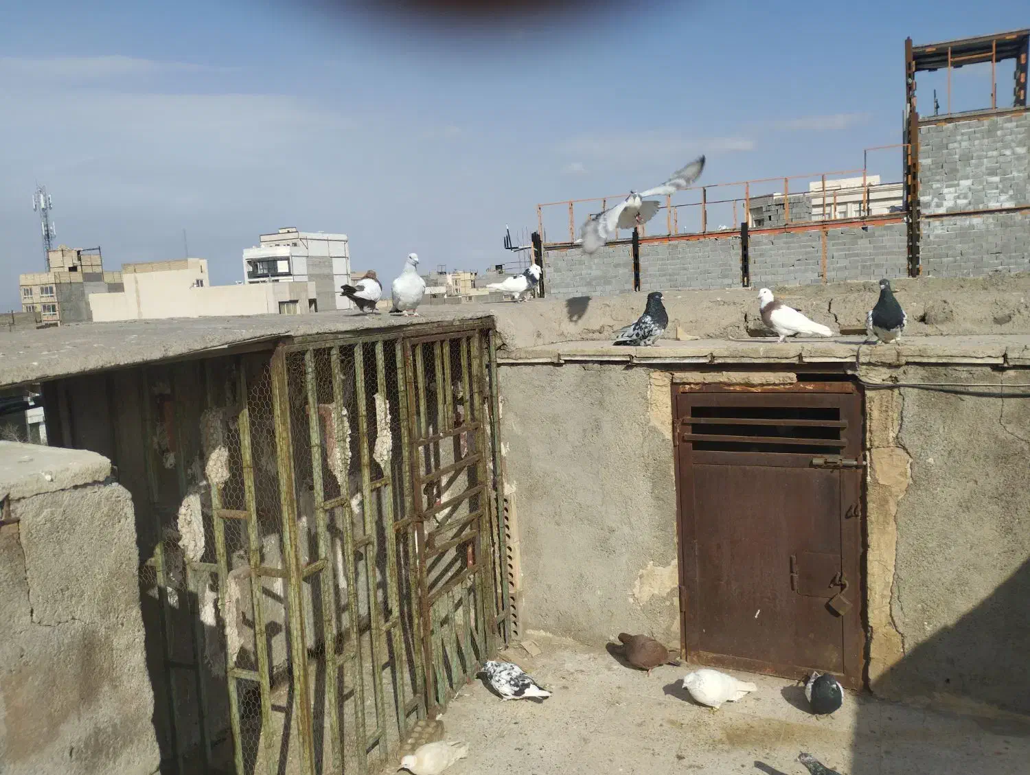 کفتر رنگه|پرنده|مشهد, ابوذر|دیوار